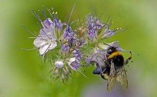 bee on a blue plant on a blurred background