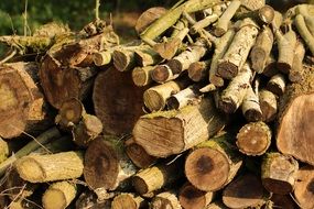 lot of stacked timber