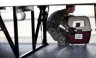 live animals transport, man loading pet cage with sign in cargo aircraft