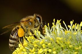 macro photo of a bee during pollination