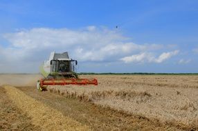 harvester gathers the grain harvest