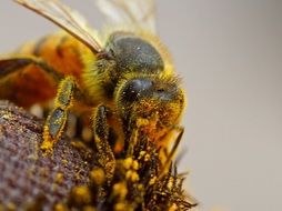 bee pollinating macro