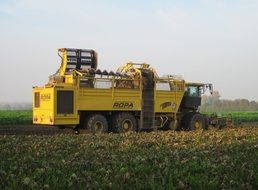 Yellow harvester gathers the sugar beet harvest