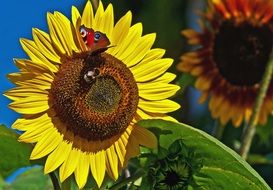 butterflyon sunflower