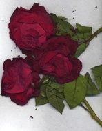 dried red roses