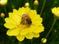 honeybee paper daisy