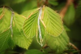 Beech leaves close-up