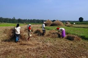 rice harvest in the fields of Kalghatgi, India