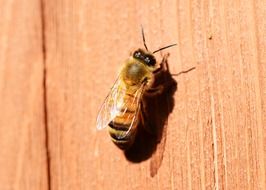 closeup of honey bee