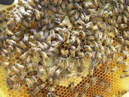 queen bee with colony