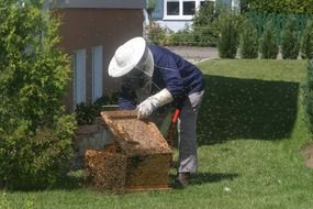 beekeeper opens the hive