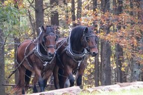 work horses