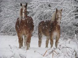 two horses on a farm in winter