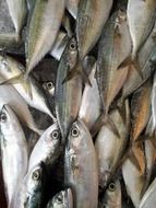 fresh fish in the fish market close-up