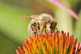 fluffy bee is sitting on a flower and collects pollen