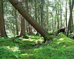 Fallen trees in a forest