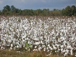 A lot of cotton plants on the field