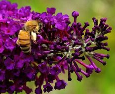 bee working on a purple plant