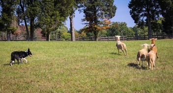 Dog Border Collie herding sheep