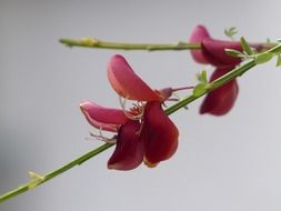 flowering cytisus scoparius