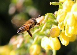 honey bee landing on yellow flower