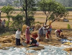 Nepalese gather the wheat