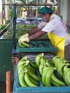 man packaging bananas