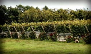 Landscape of vineyards on a farm