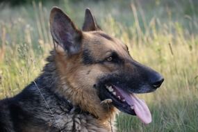 head of shepherd dog close up, side view