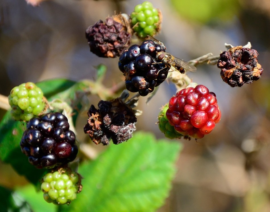 Dry blackberries in autumn