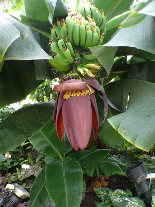 unripe fruits of the banana tree