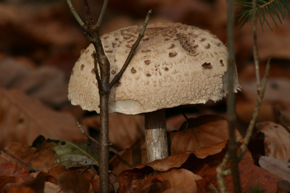 white mushroom on a background of leaves