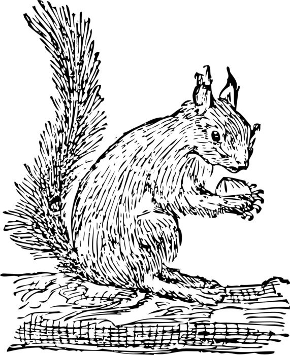 squirrel with nut, vintage illustration