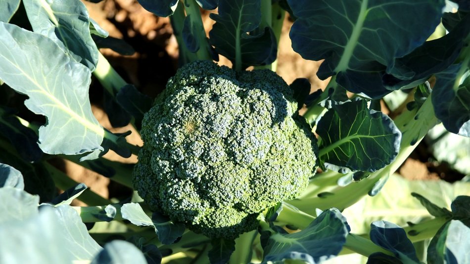 broccoli inflorescence like a head