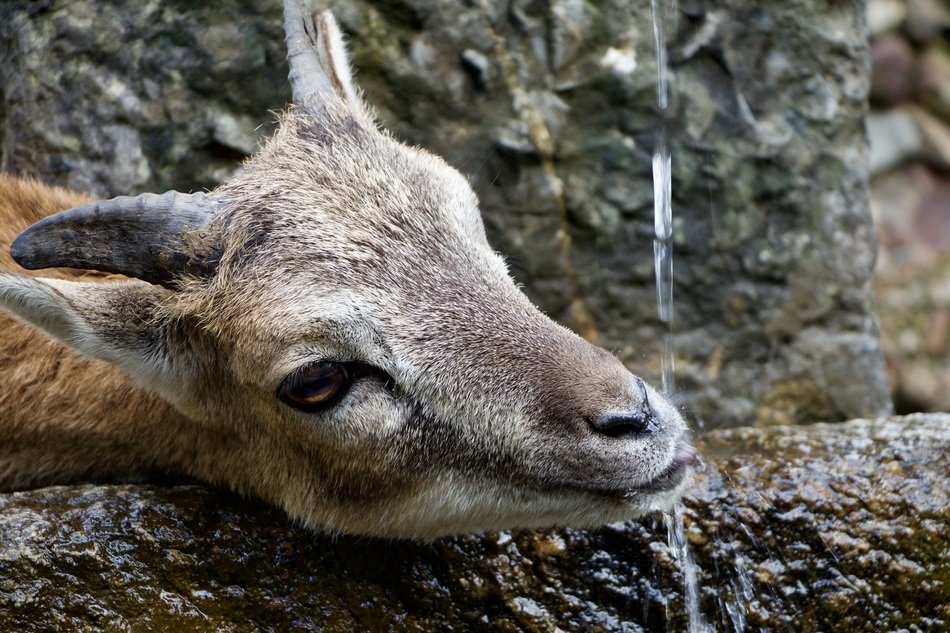 goat near water in nature