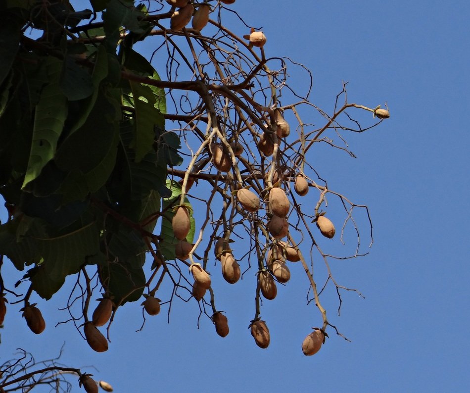 indian copal malabar