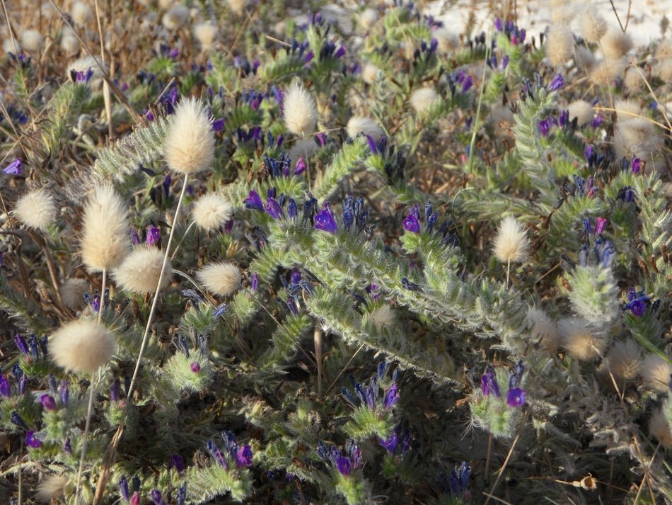 tasty and fresh ground grasses