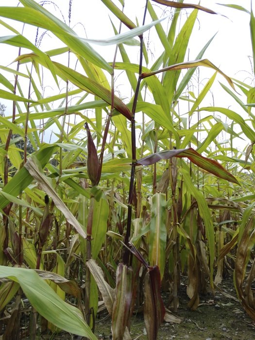 cornfield before harvesting