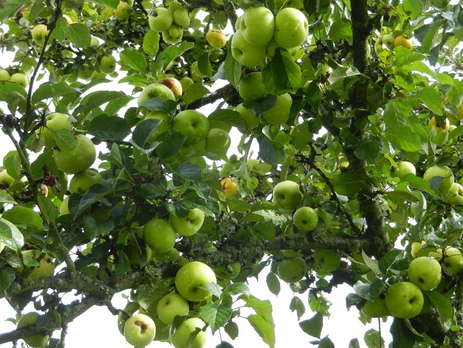 Green apples on the tree