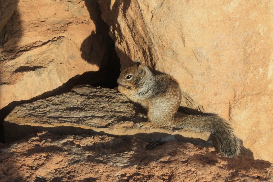 squirrel among big stones
