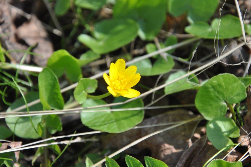 yellow kaczeniec