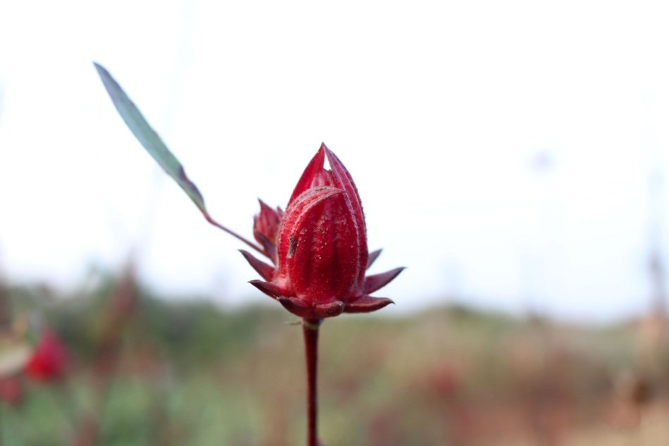 Beautiful red flower on the field close-up on blurred background