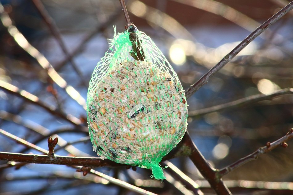 bird food on branch