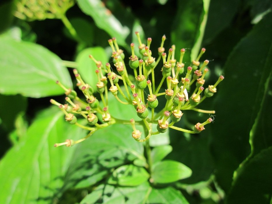 common dogwood shrub