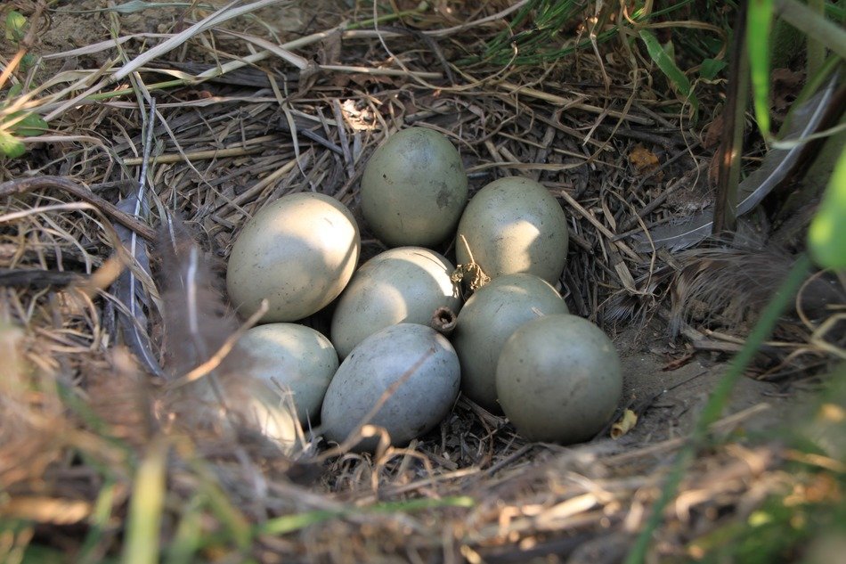 eggs in the nest