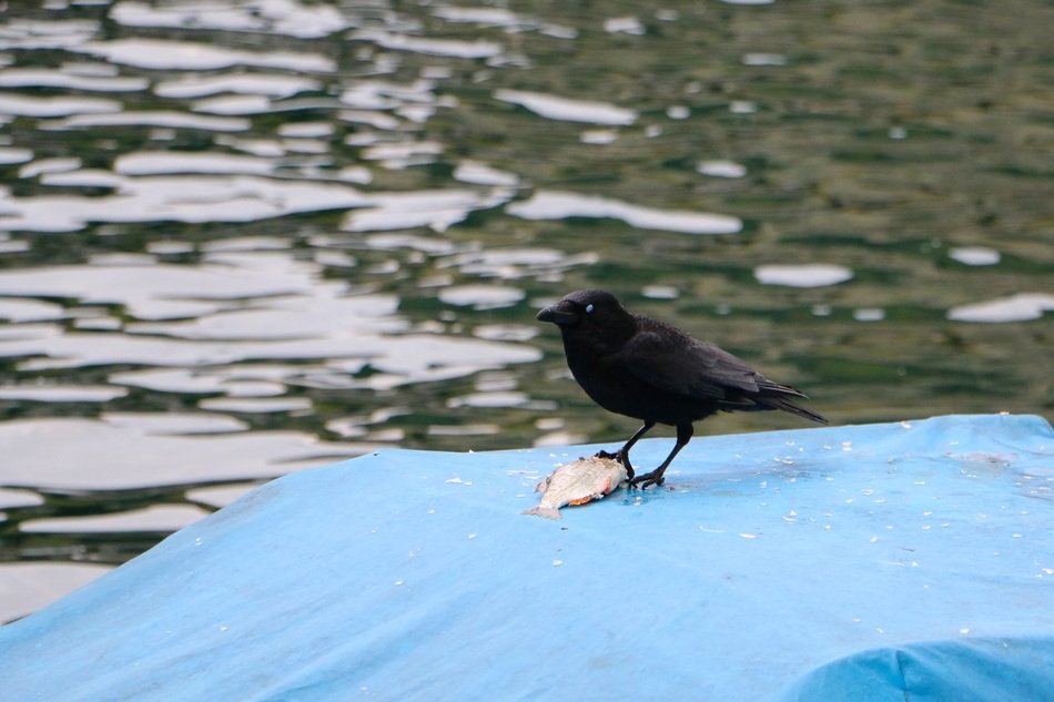 black raven by the river