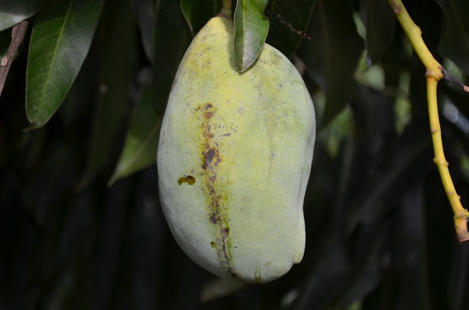 Big green fruit in a cut on a branch