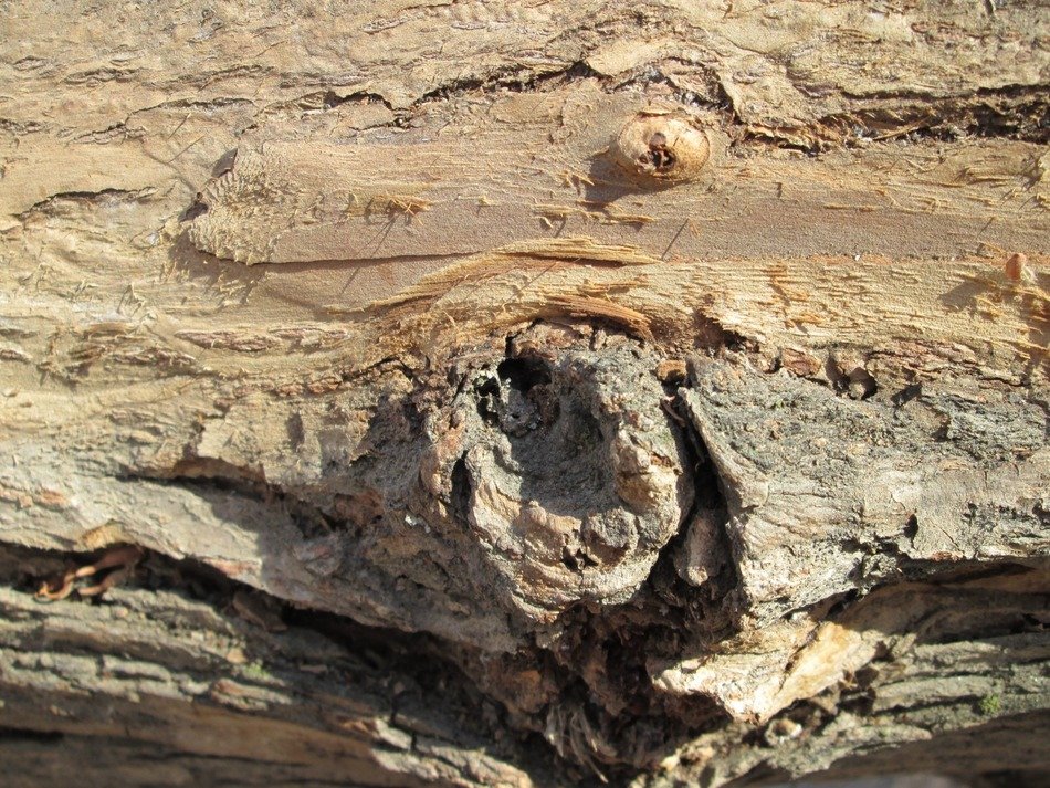 macro view of the tree bark