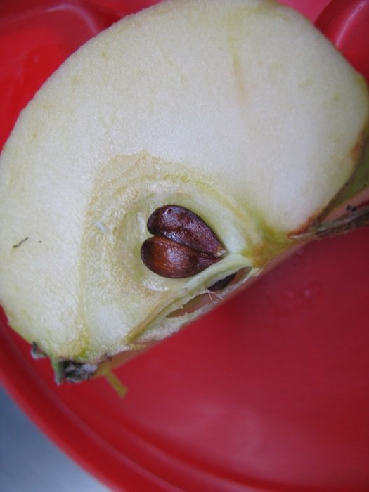 apple segment
