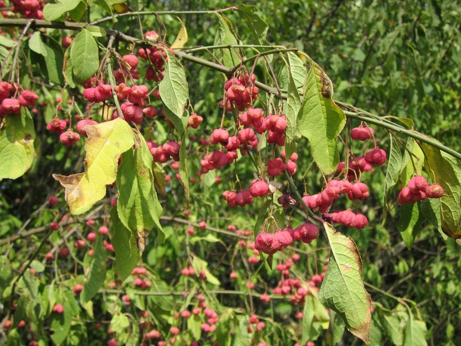 branch of the European euonymus